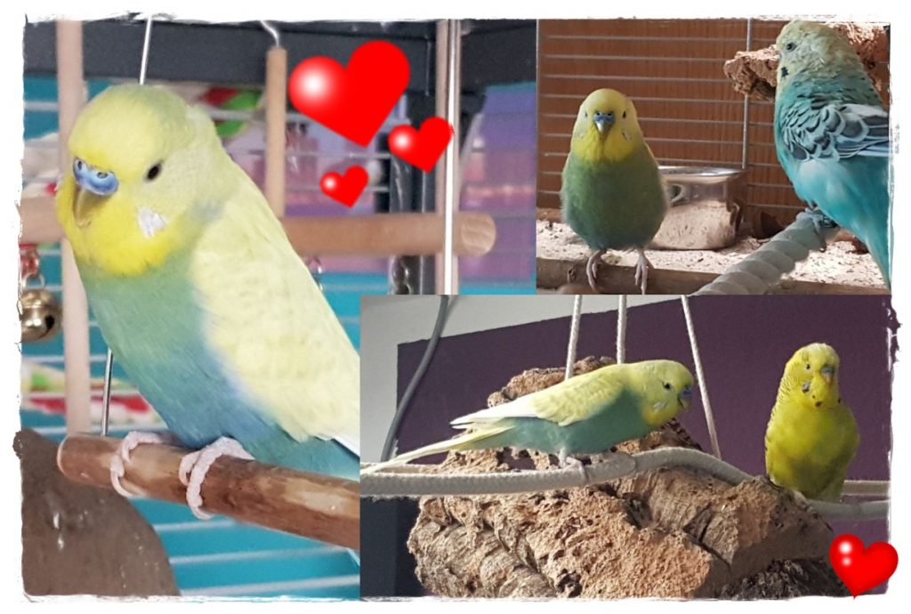 Abschied von geliebten Tieren