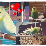 Abschied von geliebten Tieren